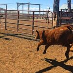 Oregon Cattle Ranches