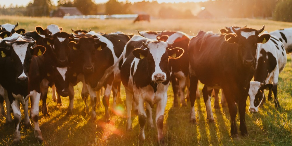 Rep. Massie Warns About Fed Plan to Electronically Track All U.S. Cattle to Stymie Beef Production